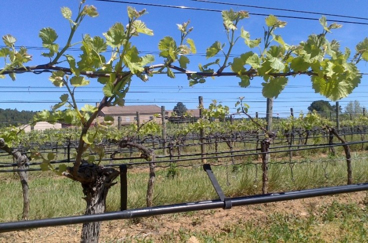 5 innovations pour réduire le besoin en eau du vignoble