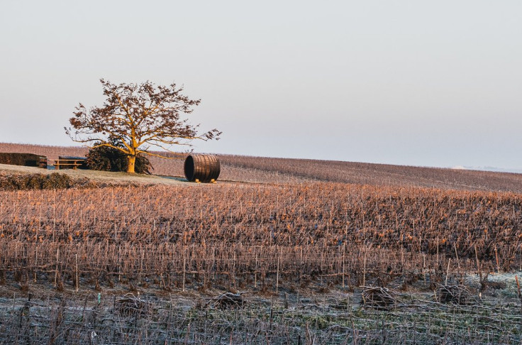 The new Champagne appellation area due to be revealed in 2026