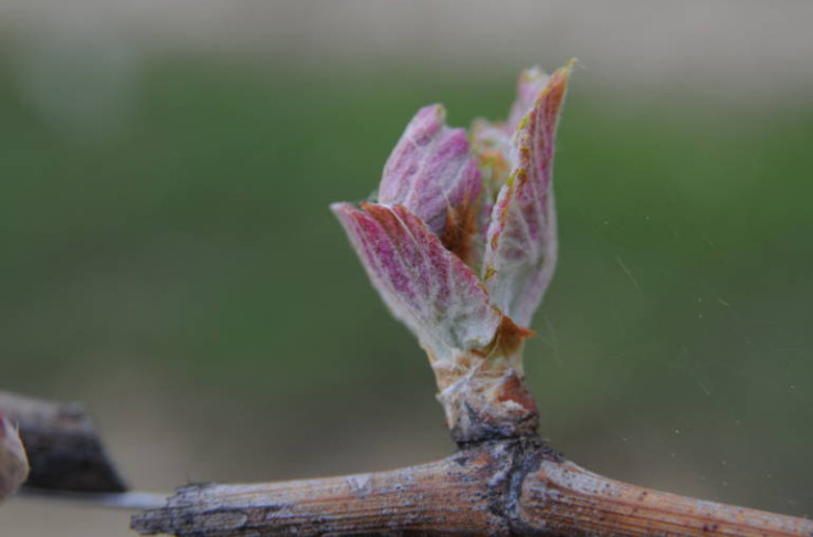 Alerte gel pour des vignobles sur le qui-vive