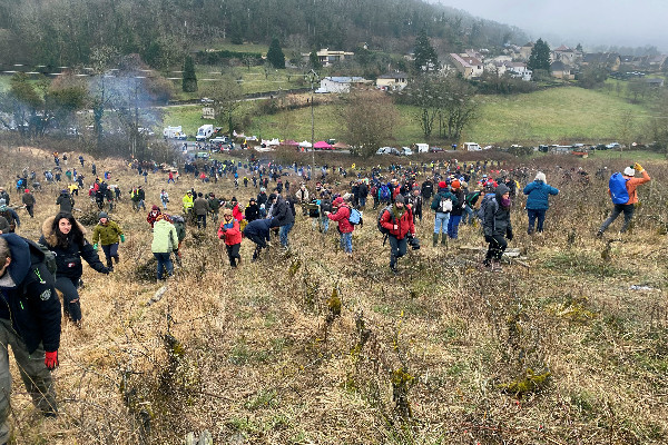 Arrachage de vignes sauvages dans le Jura