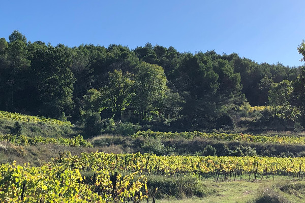 Les vins AOC Laudun, c’est (quasiment) pour demain