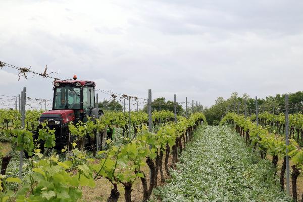  Comment rouler ou broyer à la bonne heure les couverts végétaux dans les vignes