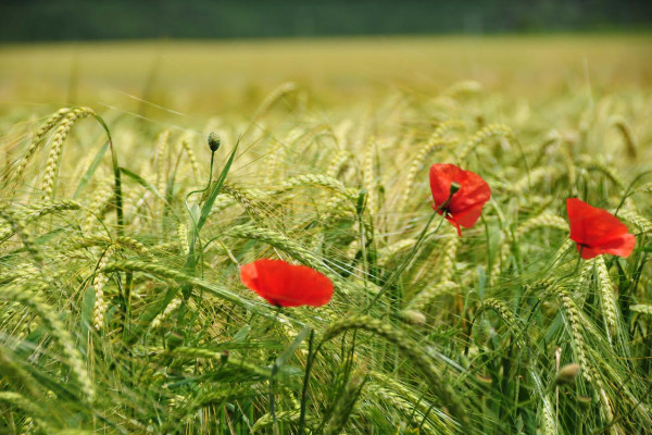 Désescalade des tensions entre bio et interprofessions sur leurs cotisations