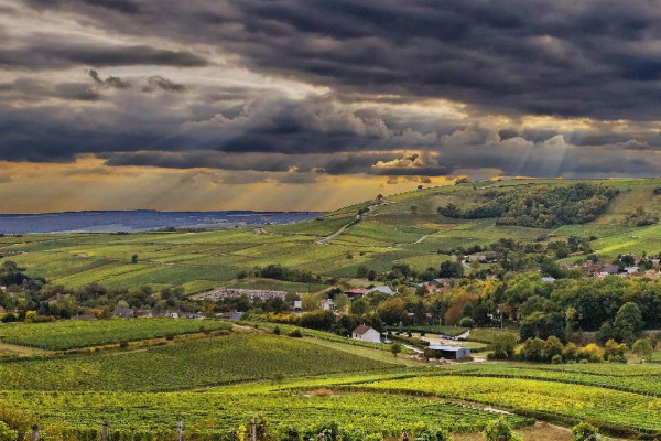 Dynamique commerciale positive pour les vins de Centre-Loire