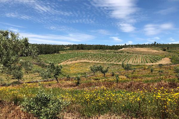  Au Portugal à la rencontre d'un cru ancestral