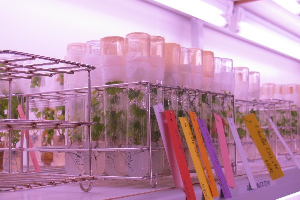 De nouvelles pistes pour lutter contre le mildiou et l'oïdium au vignoble