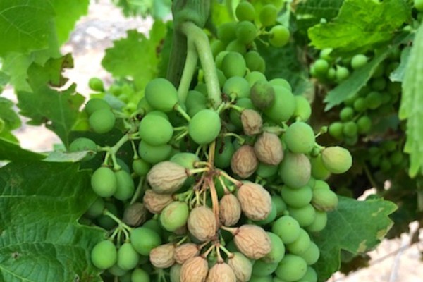 Les enseignements du coup de chaud sur le vignoble languedocien en 2019