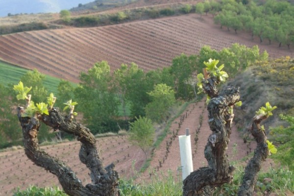 Le tempranillo devient le premier cépage d'Espagne, et continue d’affaiblir la diversité variétale
