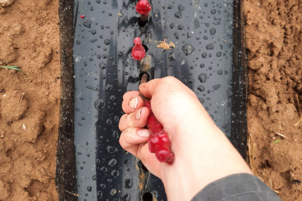 Les cépages au cœur de la boîte à outils du futur vignoble de Beaujolais