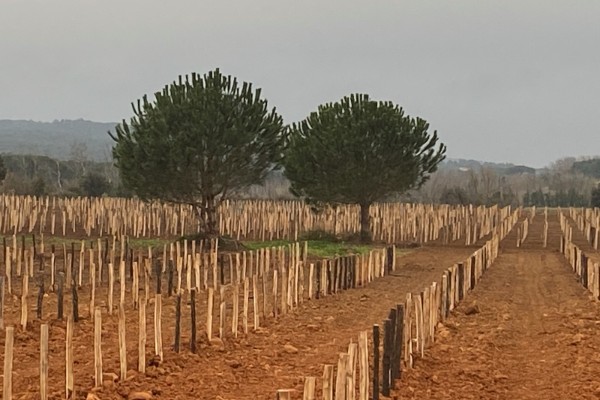 Gérard Bertrand plante 1 hectare de vignes résistantes Bouquet