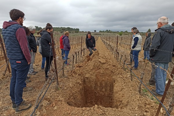 Plusieurs façons de redonner vie aux sols vignerons