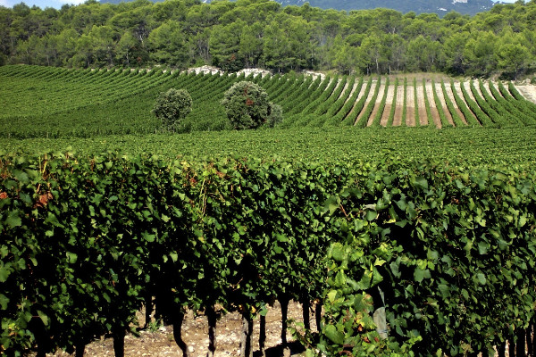 Disponibilité des volumes et fermeté des cours pour les vins de Pays d'Oc IGP