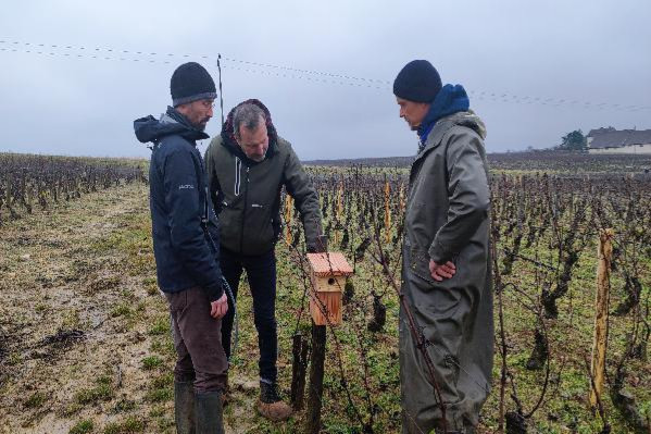 Les obstacles des groupes 30 000 dans le vignoble