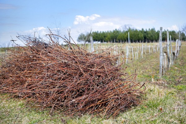 Le Val de Loire a son atlas de la biomasse vitivinicole