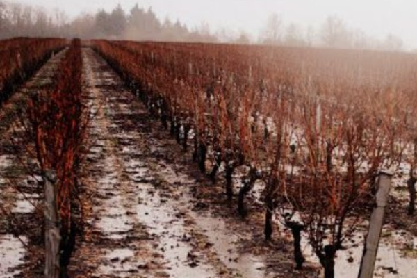 Des pluies salvatrices pour les vignes de l’Aude et de l’Hérault