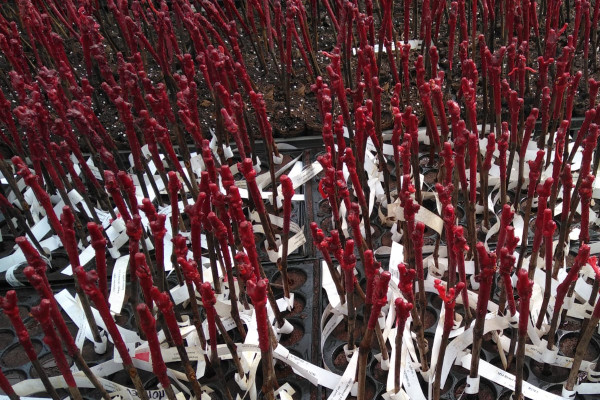 Les vins AOC Beaujolais privés de cépages résistants ?