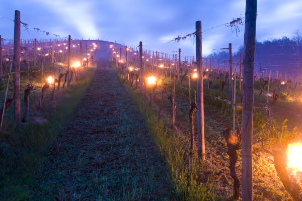 Tous les vignerons assurés et gelés sont appelés à déposer un dossier de rachat de franchise