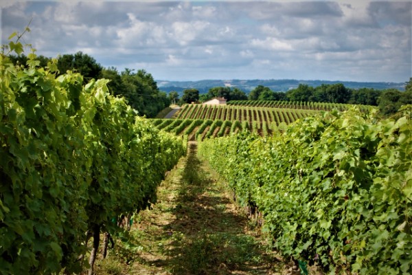 Les vignes bio ou résistantes peuvent aussi donner des vins très thiolés