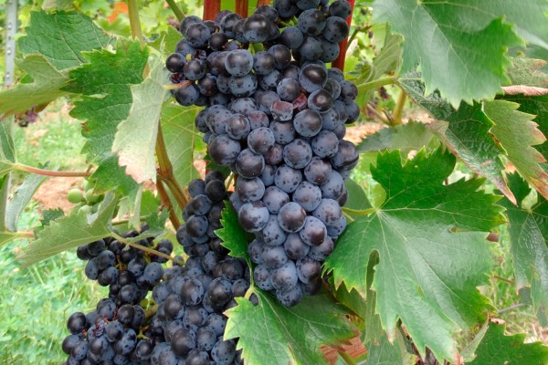  Voici les caractéristiques des cépages résistants Resdur 2 