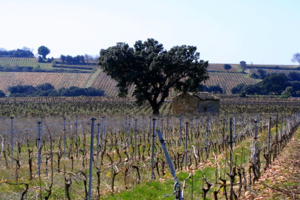 Terrial se positionne pour le leadership mondial de la fertilisation organique