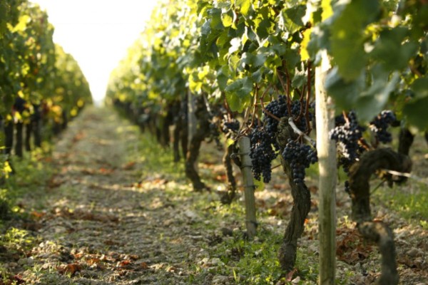Convertir les vignobles au bio triple leur consommation de cuivre