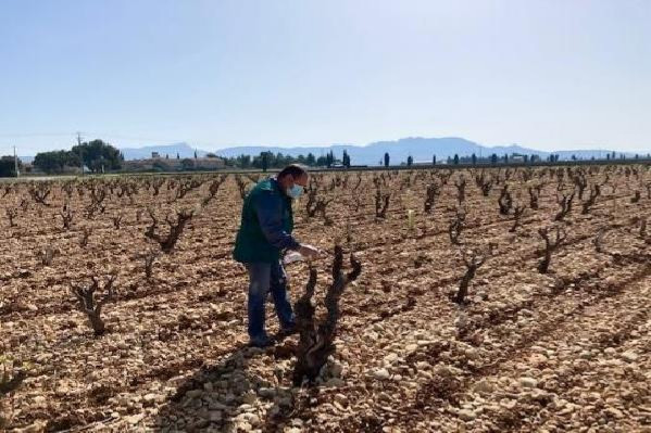  Dans les vignes, la confusion sans diffuseurs est prometteuse contre l'eudémis