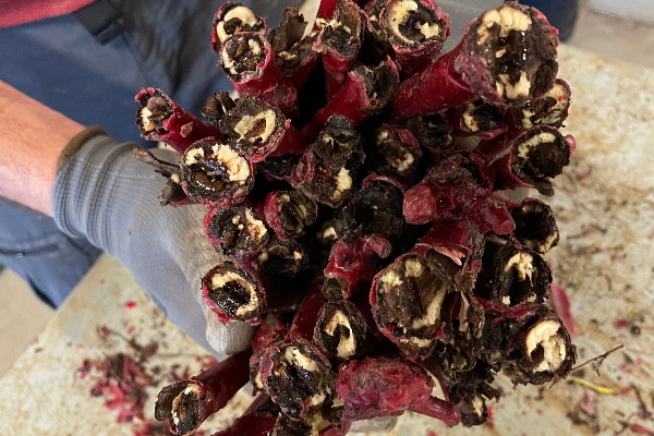 Vérifiez-vous la qualité de vos pieds de vigne avant de les planter ?