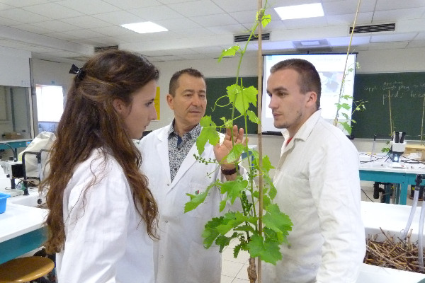 Lieu unique pour la recherche et la formation sur la vigne et le vin à Montpellier