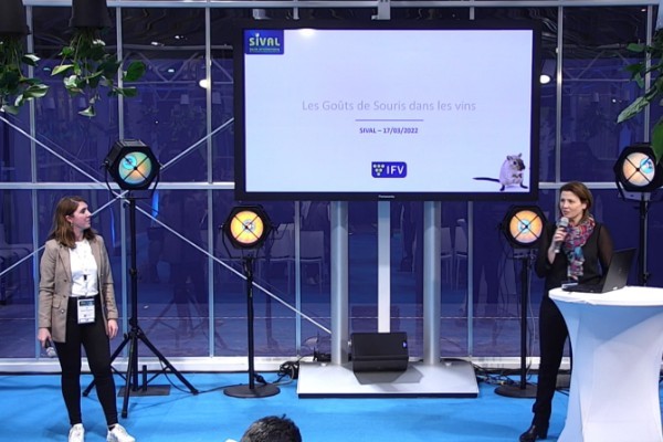 Pour en finir avec les goûts de souris dans les vins