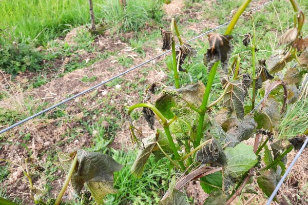 Une nouvelle assurance gel et grêle à l’essai dans le vignoble de Cognac 
