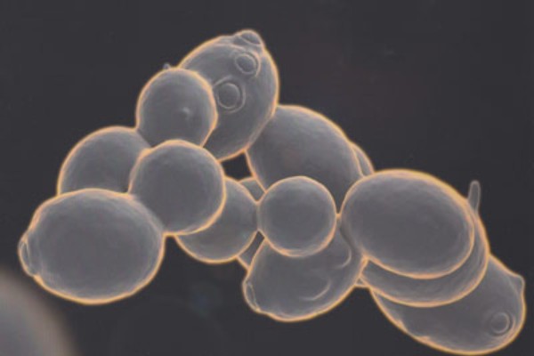 Le groupe d’œnologie AEB se 'métamorphose'