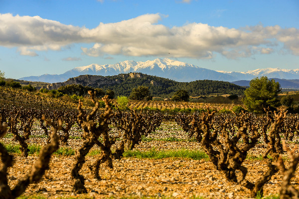 Meilleure valorisation malgré les récoltes difficiles dans le Roussillon