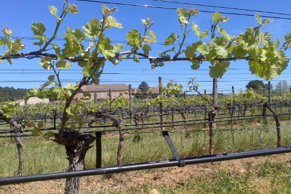 5 innovations pour réduire le besoin en eau du vignoble