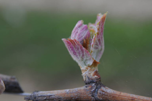 Alerte gel pour des vignobles sur le qui-vive