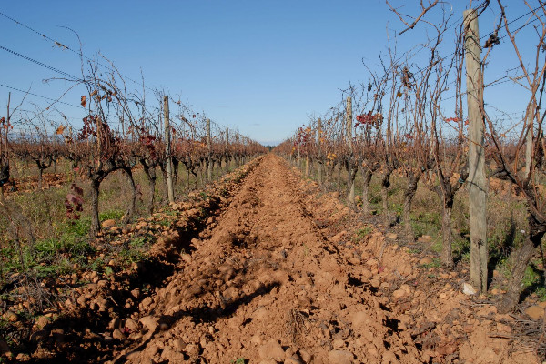 Règles de taille supprimées en Costières de Nîmes
