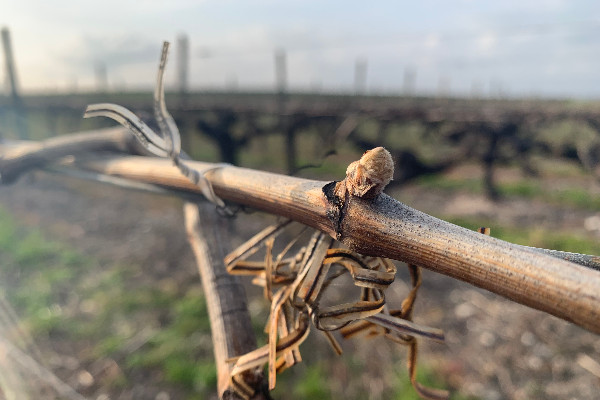 Week-end de gel pour de nombreux vignobles