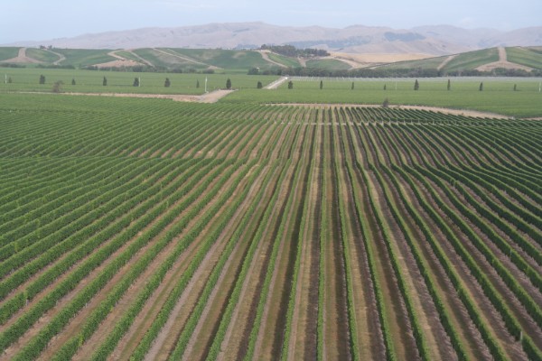 Le point sur l’avancée des vendanges dans l’Hémisphère Sud