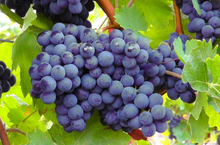 Wine did not originate in Georgia 8,000 years ago