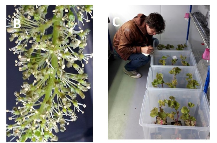 Une solution à bas coût contre la coulure de la vigne