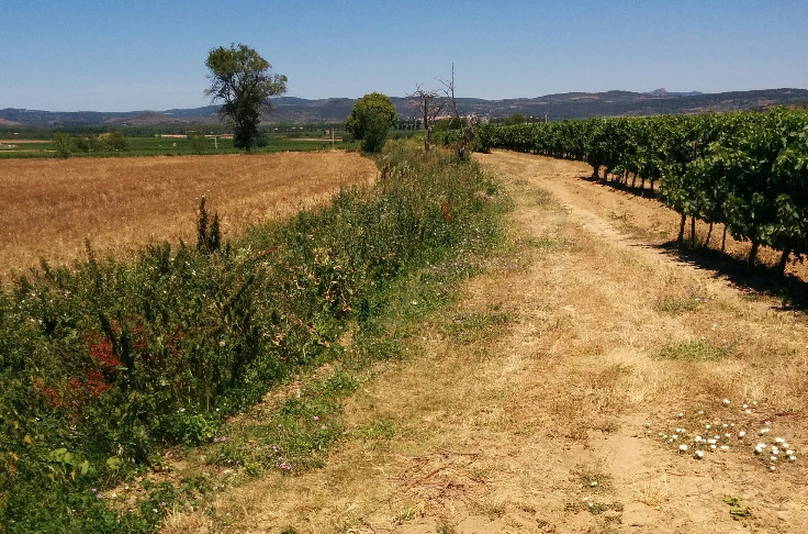 Autour des vignes, des fossés à ne pas laisser de côté