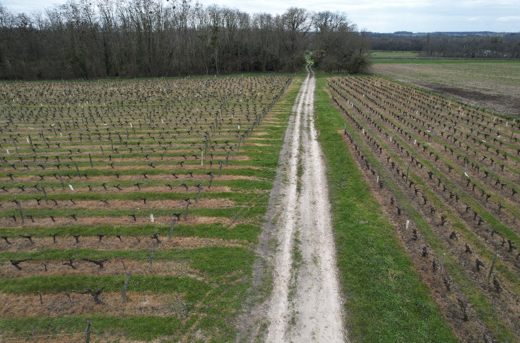Combien d'hectares de vignes sacrifiées sur l'autel d'un nouveau réglement européen ?
