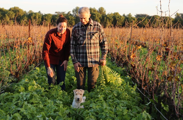 Du radis chinois pour étancher la soif de la vigne