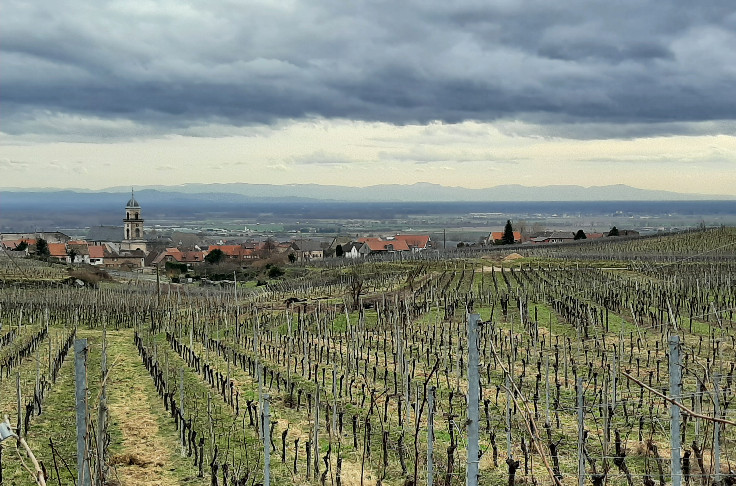 Déjà des craintes pour la vendange 2023 en Alsace