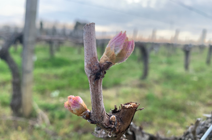 Le risque de gel pointe avec les premières feuilles de vigne