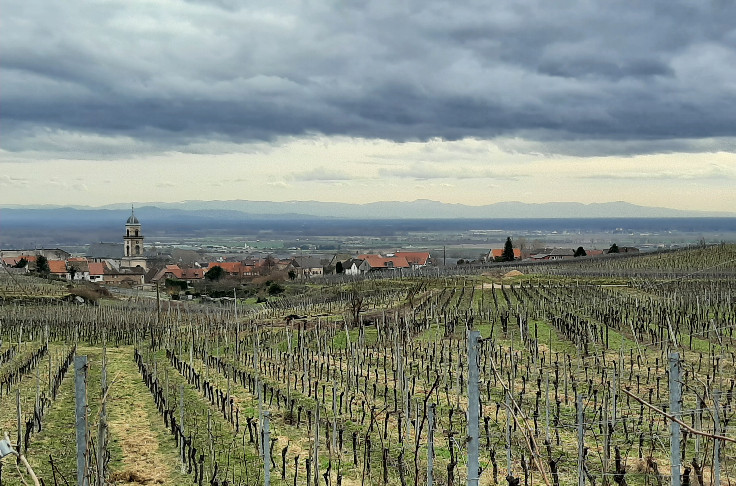 Fears already emerging over 2023 Alsace harvest Fears already emerging over 2023 Alsace harvest