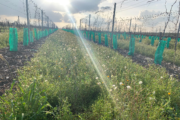Cognac ne veut pas des vignes excédentaires de Bordeaux