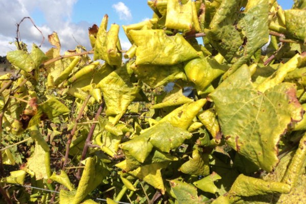 Ces variétés résistantes ne mettent pas les viticulteurs à l’abri de la flavescence dorée