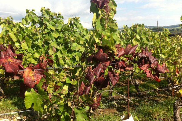La flavescence dorée progresse dans les vignes de Bourgogne et arrive dans l’Yonne