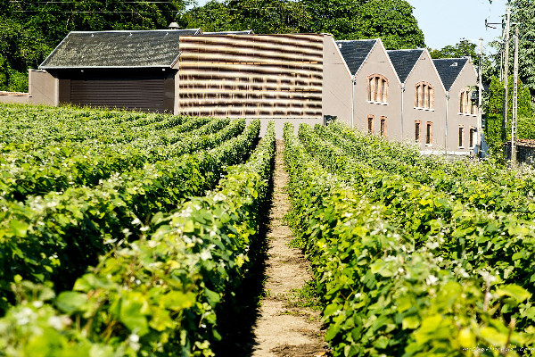 117 000 € d’amende pour les champagnes Canard-Duchêne   