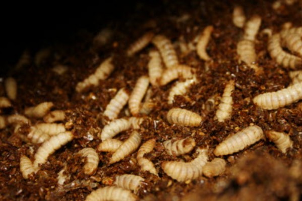 Des déjections d’insectes pour fertiliser la vigne